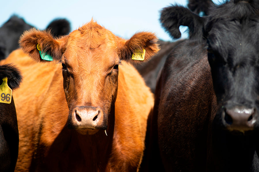 Les secrets de la viande de boeuf Angus - La Boucherie