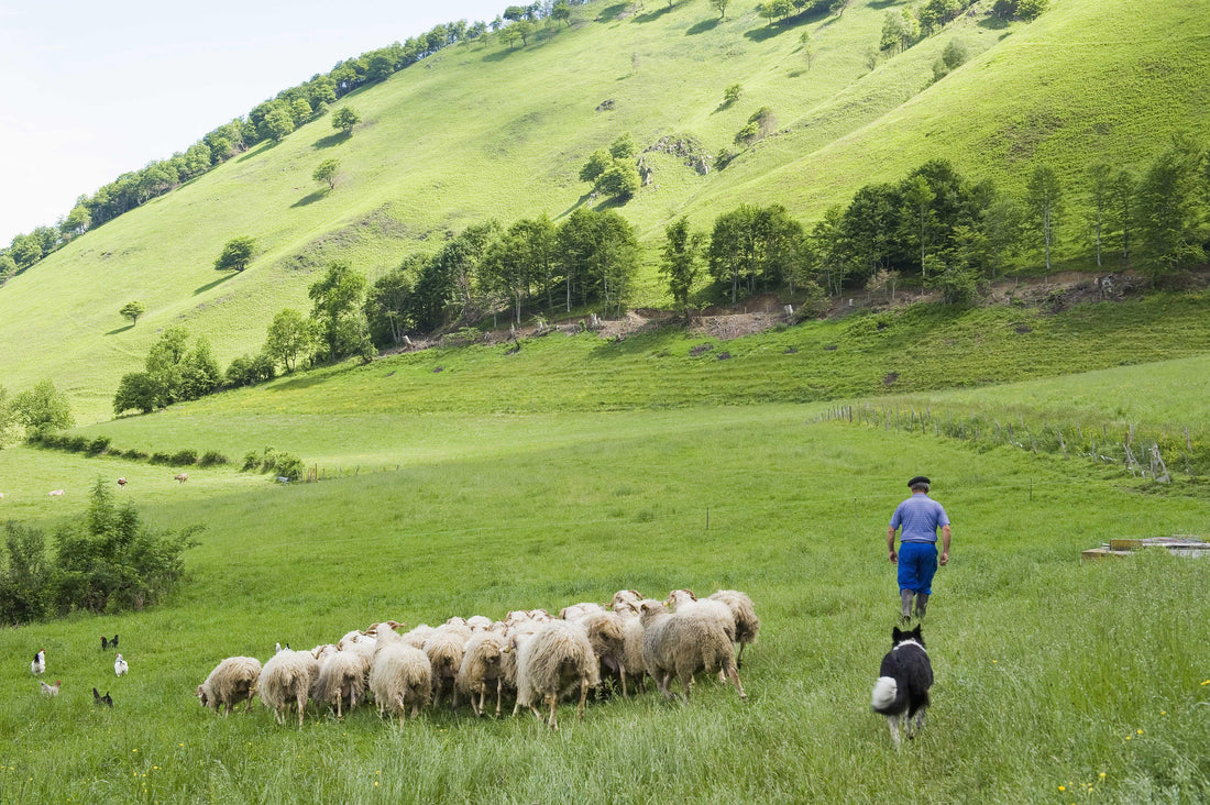 La Cooperative Axuria - La Boucherie - Viande en Ligne