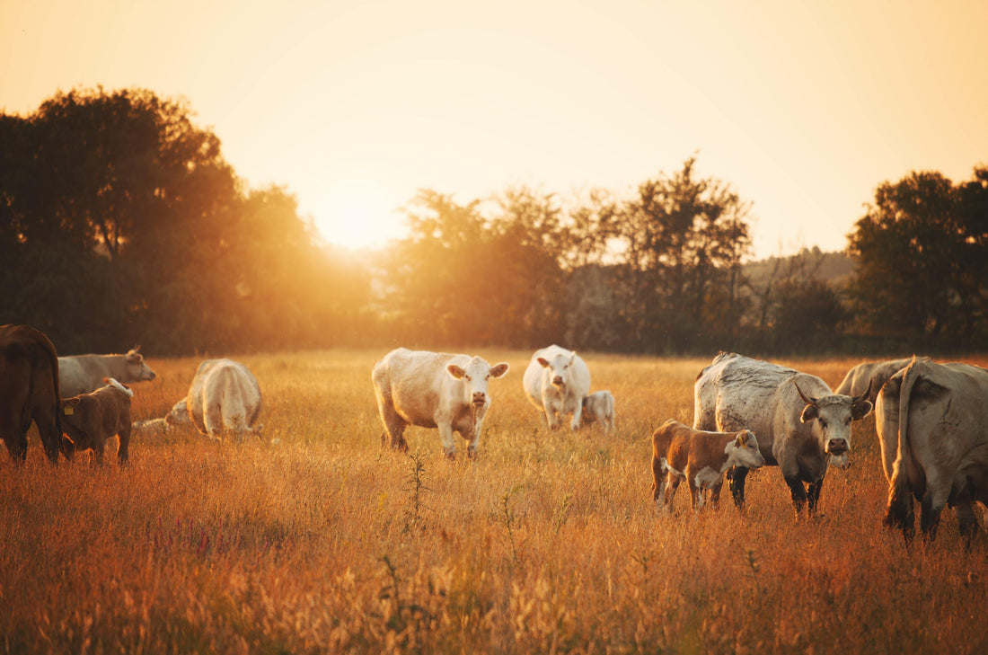 Nos Races - La Boucherie - Viande en Ligne